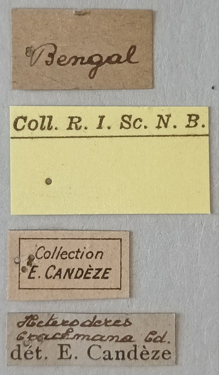 Heteroderes brachmana St Labels.jpg