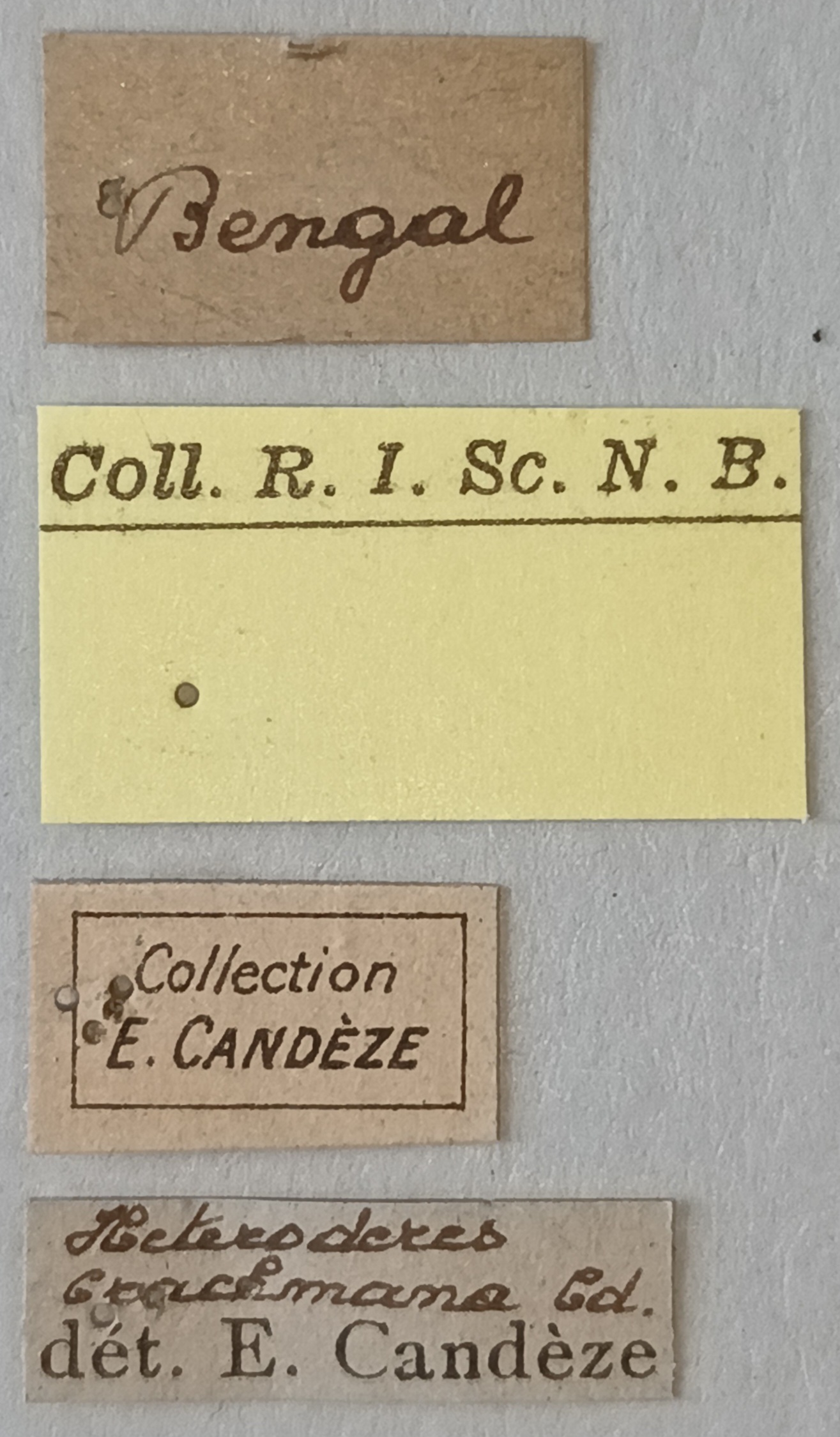 Heteroderes brachmana St Labels.jpg