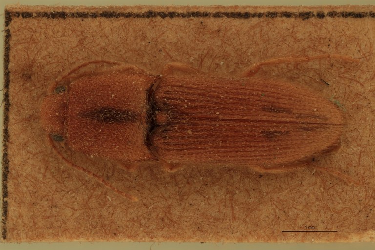 Heteroderes brachmana St D.jpg
