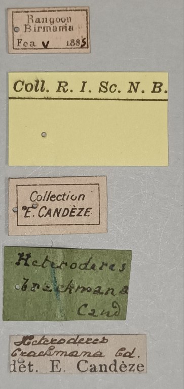 Heteroderes brachmana St Labels.jpg
