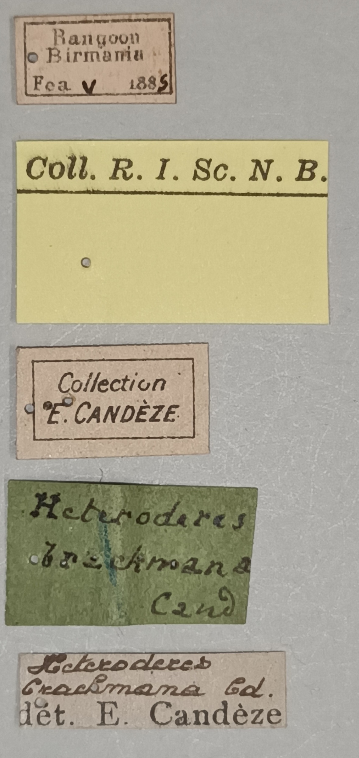 Heteroderes brachmana St Labels.jpg
