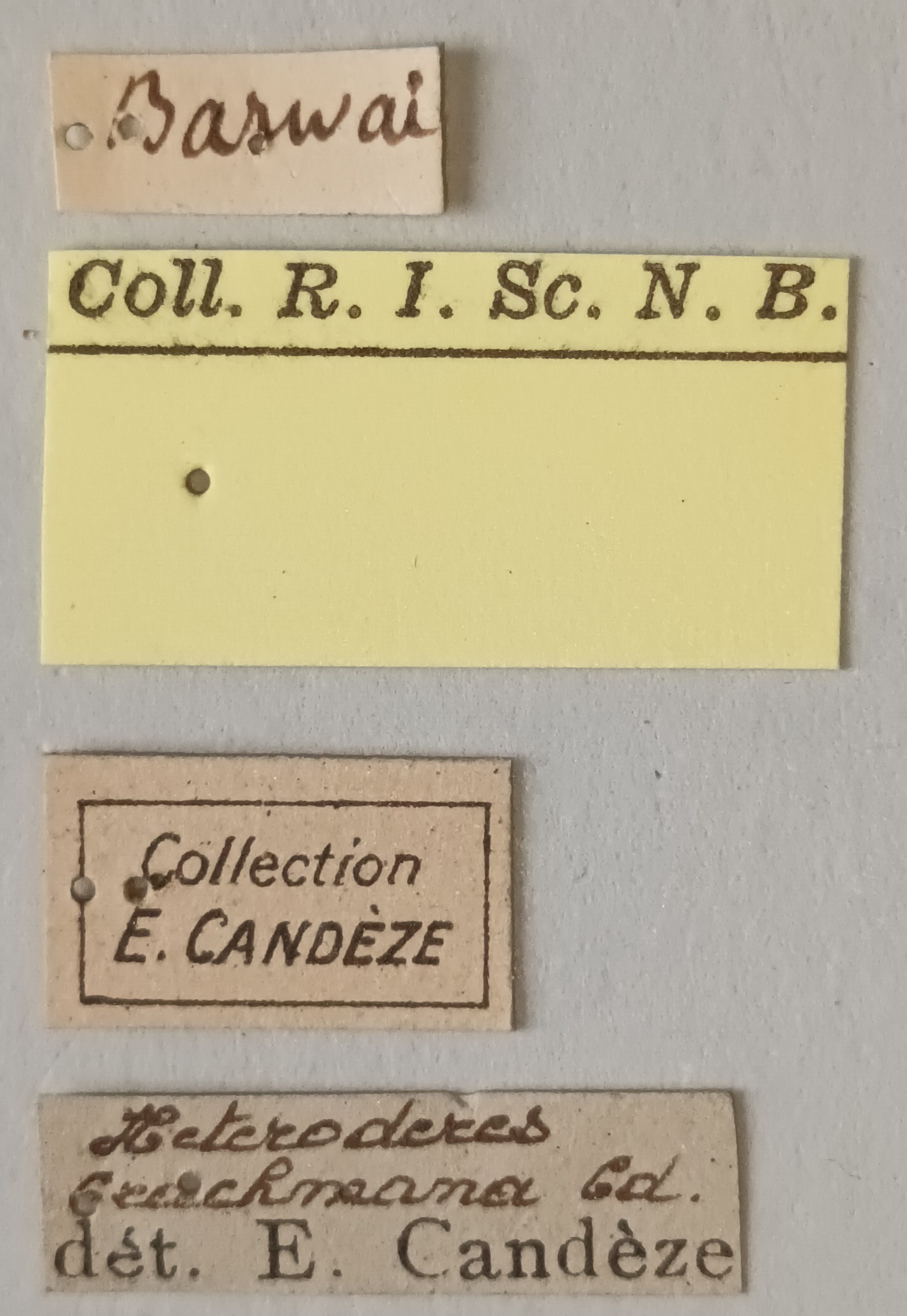 Heteroderes brachmana St Labels.jpg