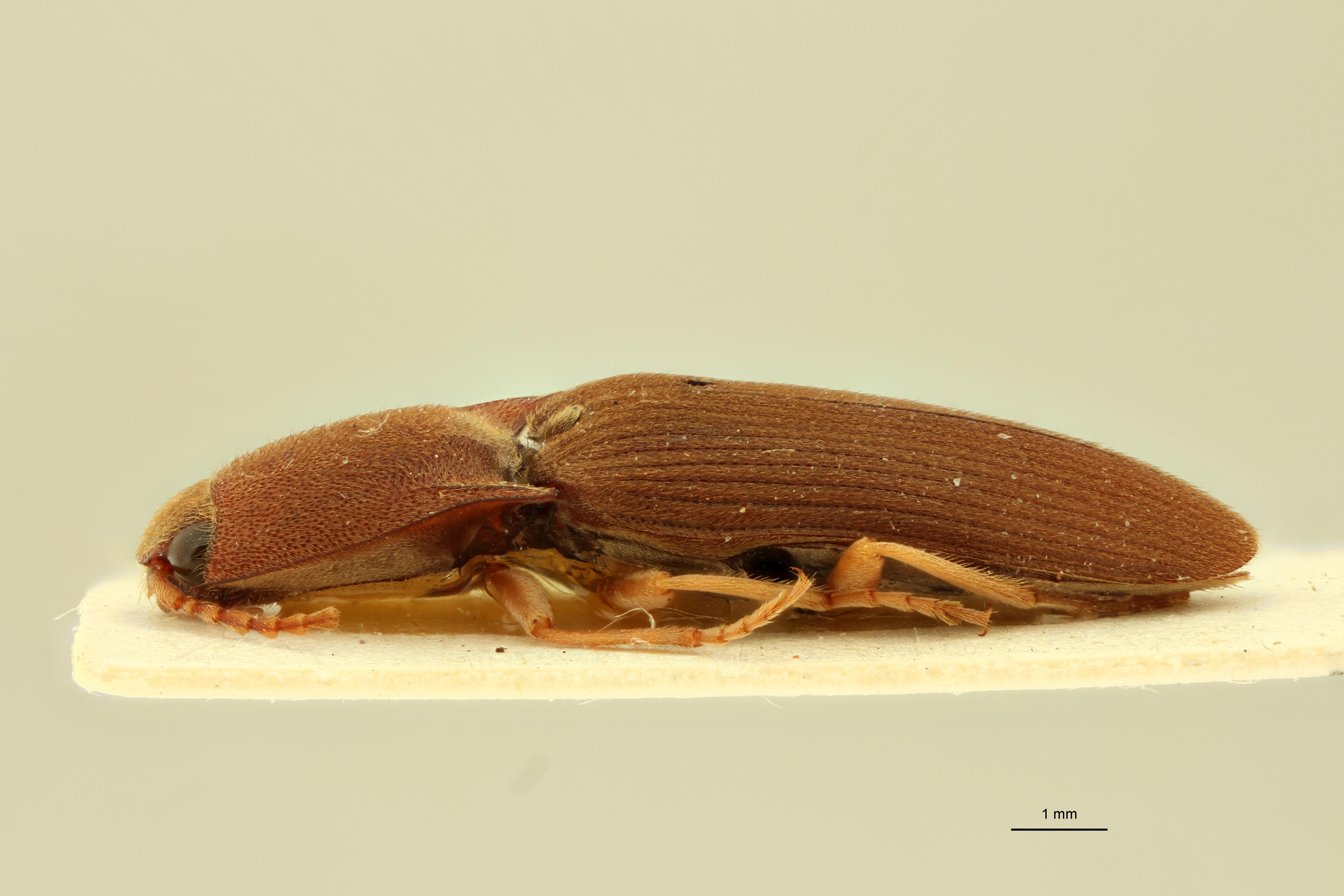 Heteroderes diplotrichus F Lt L.jpg
