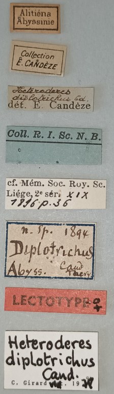 Heteroderes diplotrichus F Lt Labels.jpg