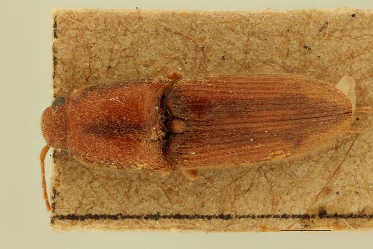 Heteroderes dorsalis Plt D.jpg Heteroderes dorsalis Plt D.jpg