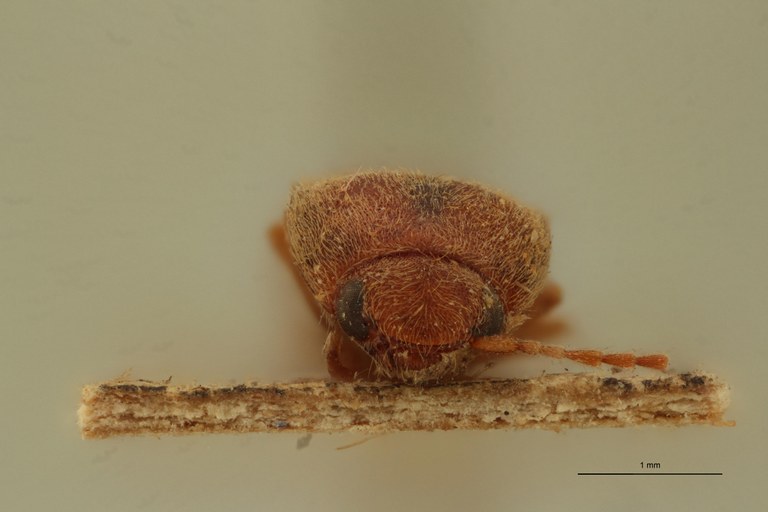 Heteroderes dorsalis Plt F.jpg Heteroderes dorsalis Plt F.jpg