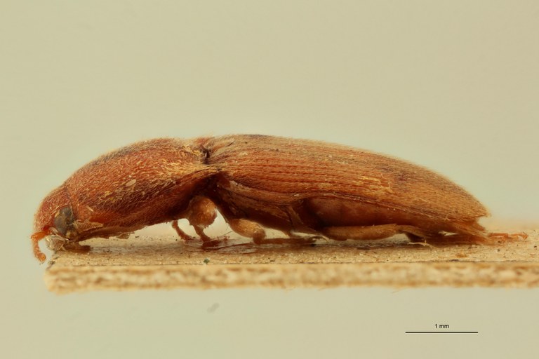 Heteroderes dorsalis Plt L.jpg Heteroderes dorsalis Plt L.jpg