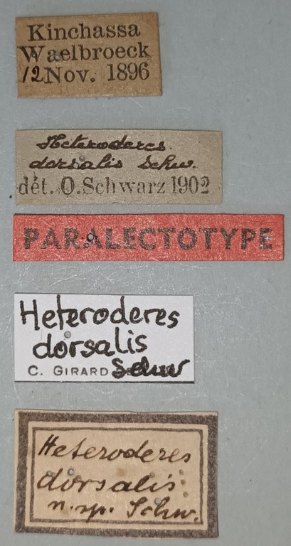 Heteroderes dorsalis Plt Labels.jpg Heteroderes dorsalis Plt Labels.jpg