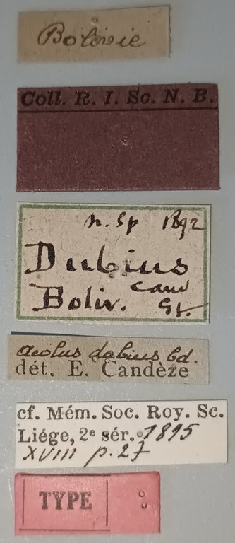 Heteroderes dubius T Labels.jpg