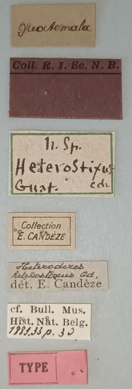 Heteroderes heterostixus T Labels.jpg