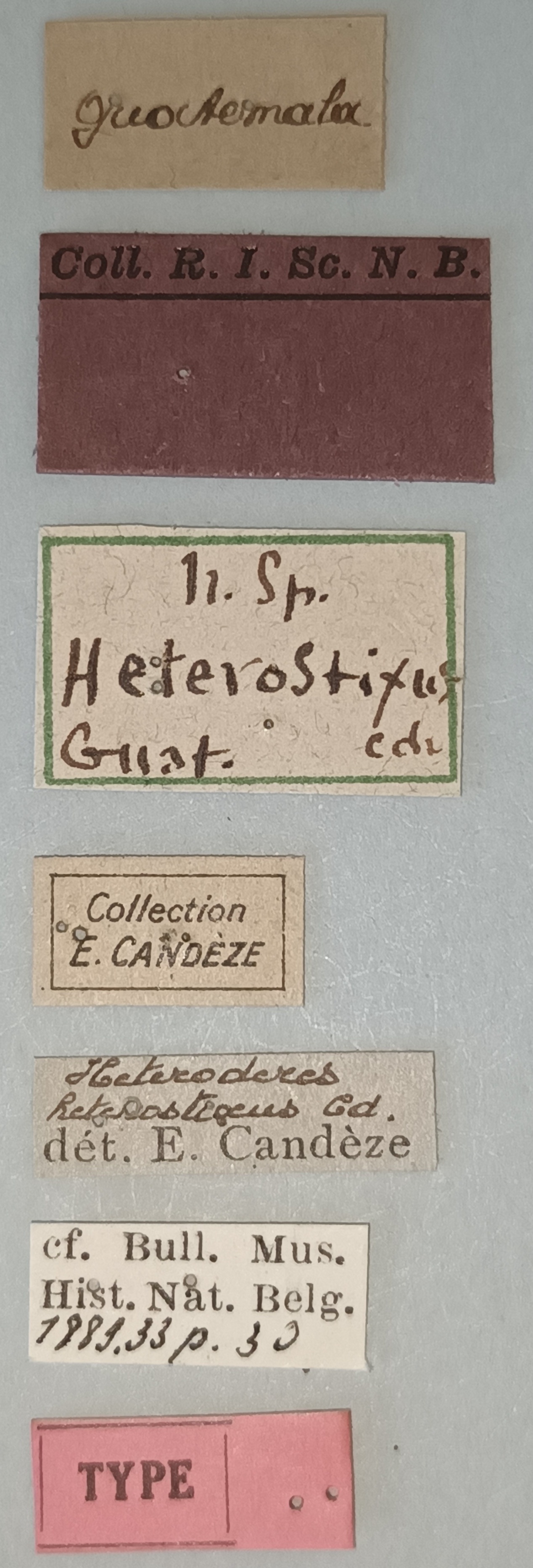 Heteroderes heterostixus T Labels.jpg