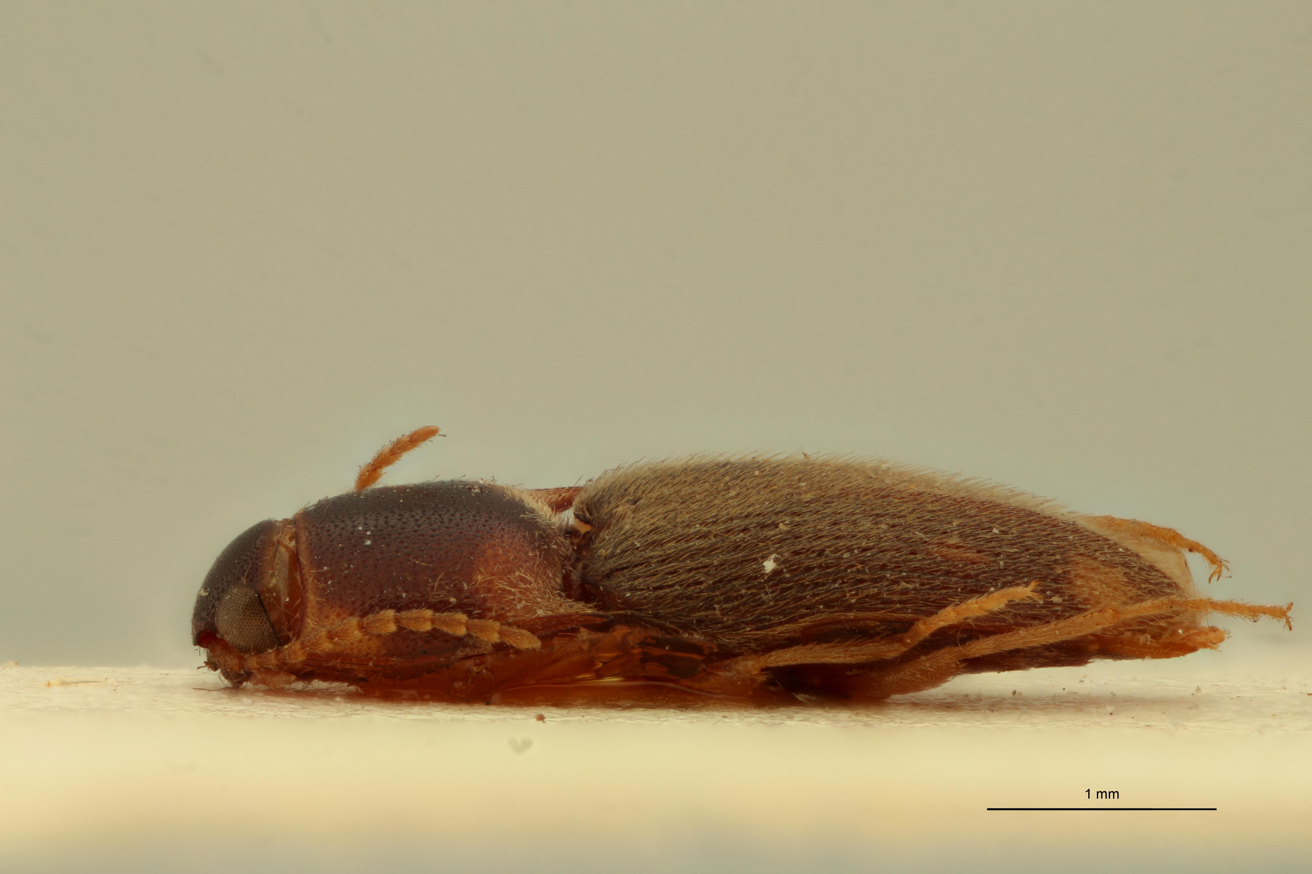 Heteroderes intermedius T L.jpg