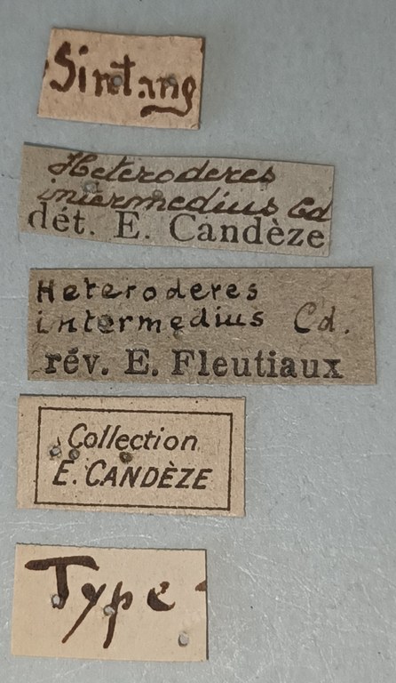 Heteroderes intermedius T Labels.jpg