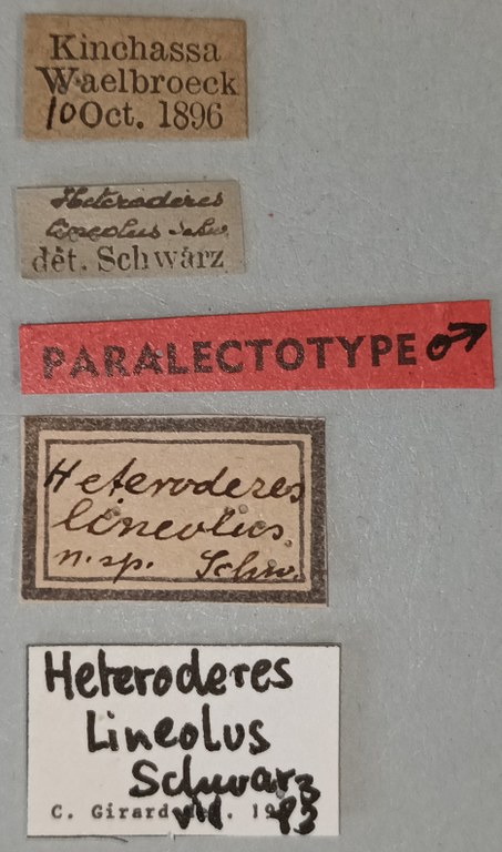 Heteroders lineolus M Plt Labels.jpg