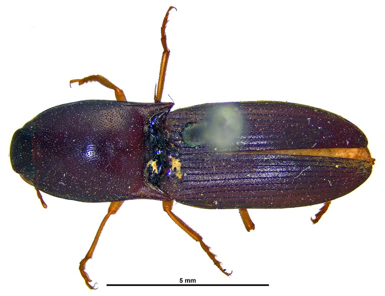 Heteroderes luteipes D.jpg