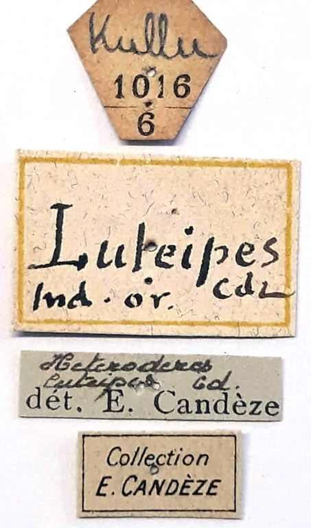 Heteroderes luteipes Labels.jpg