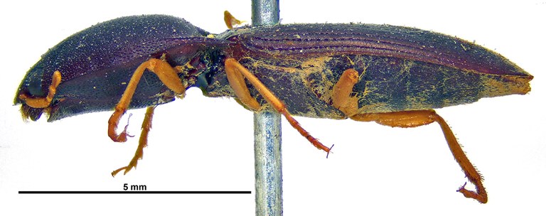 Heteroderes luteipes L.jpg