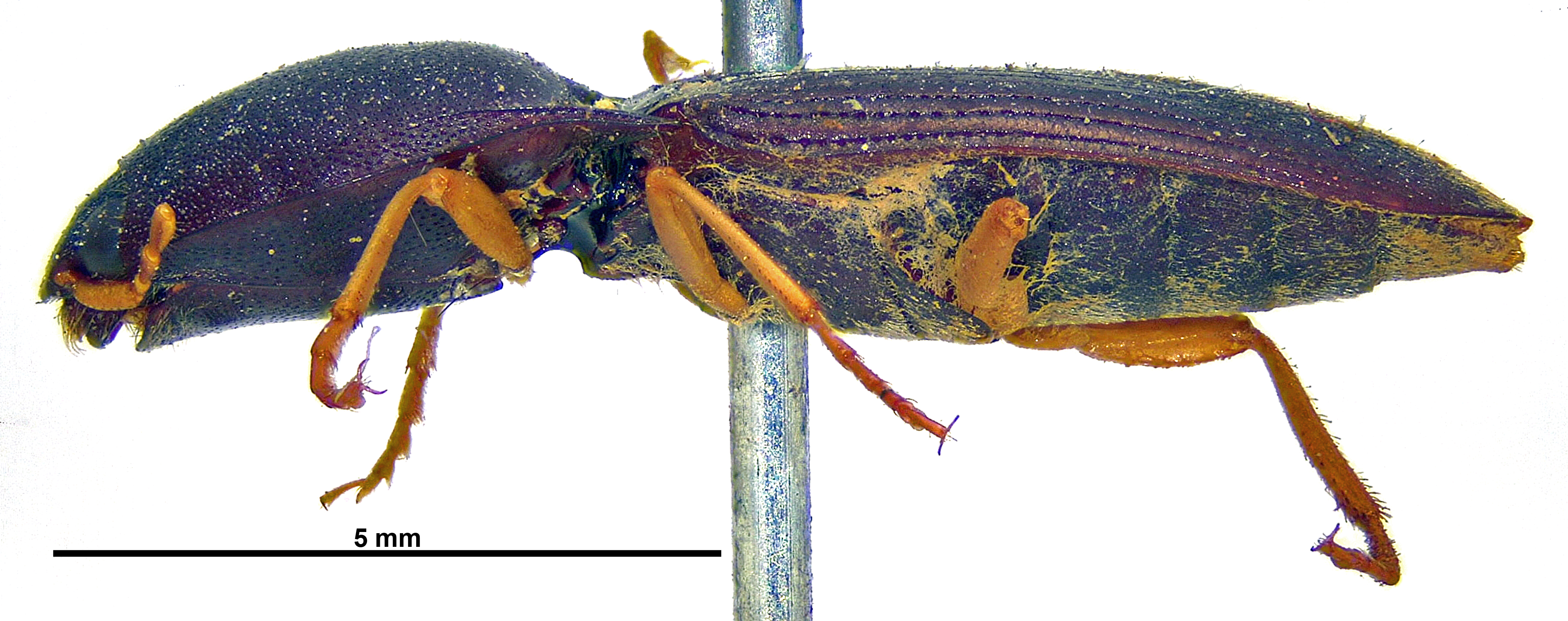 Heteroderes luteipes L.jpg