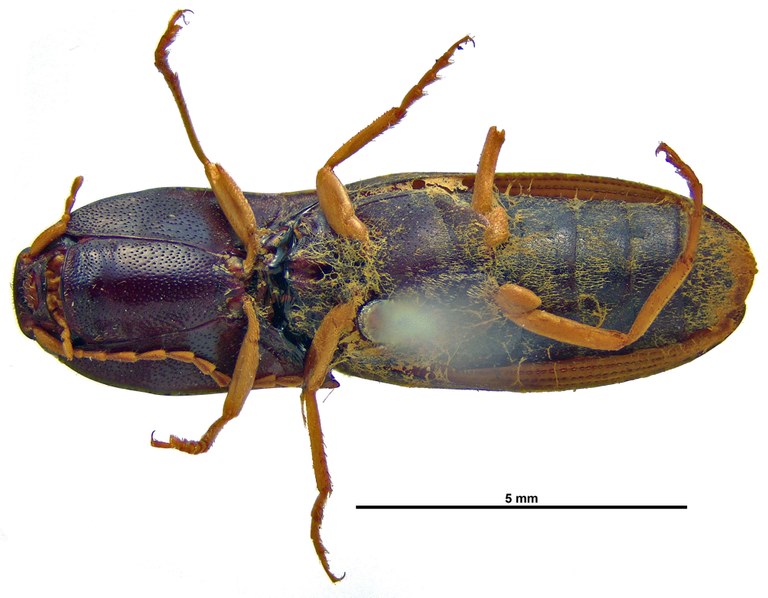 Heteroderes luteipes V.jpg