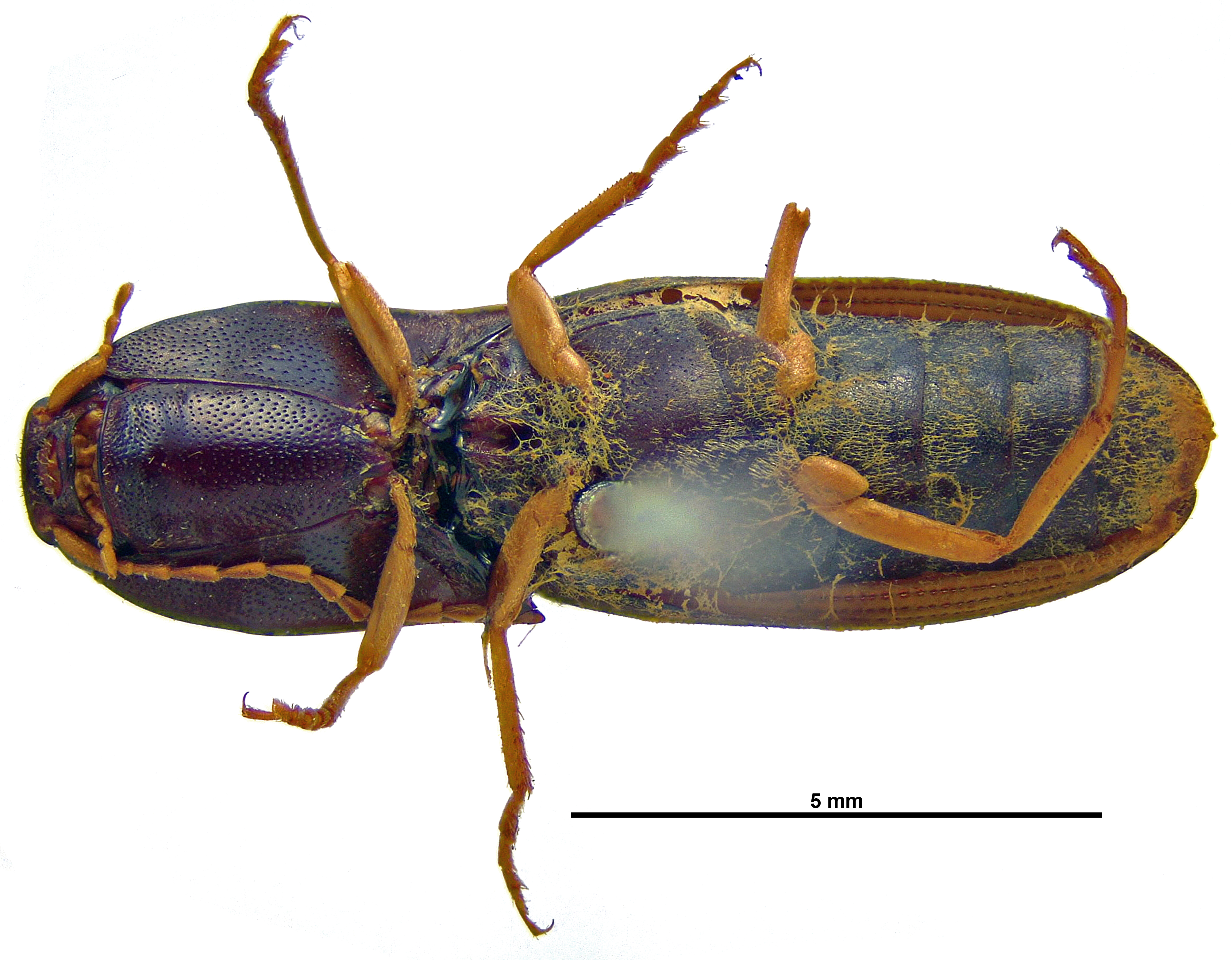 Heteroderes luteipes V.jpg