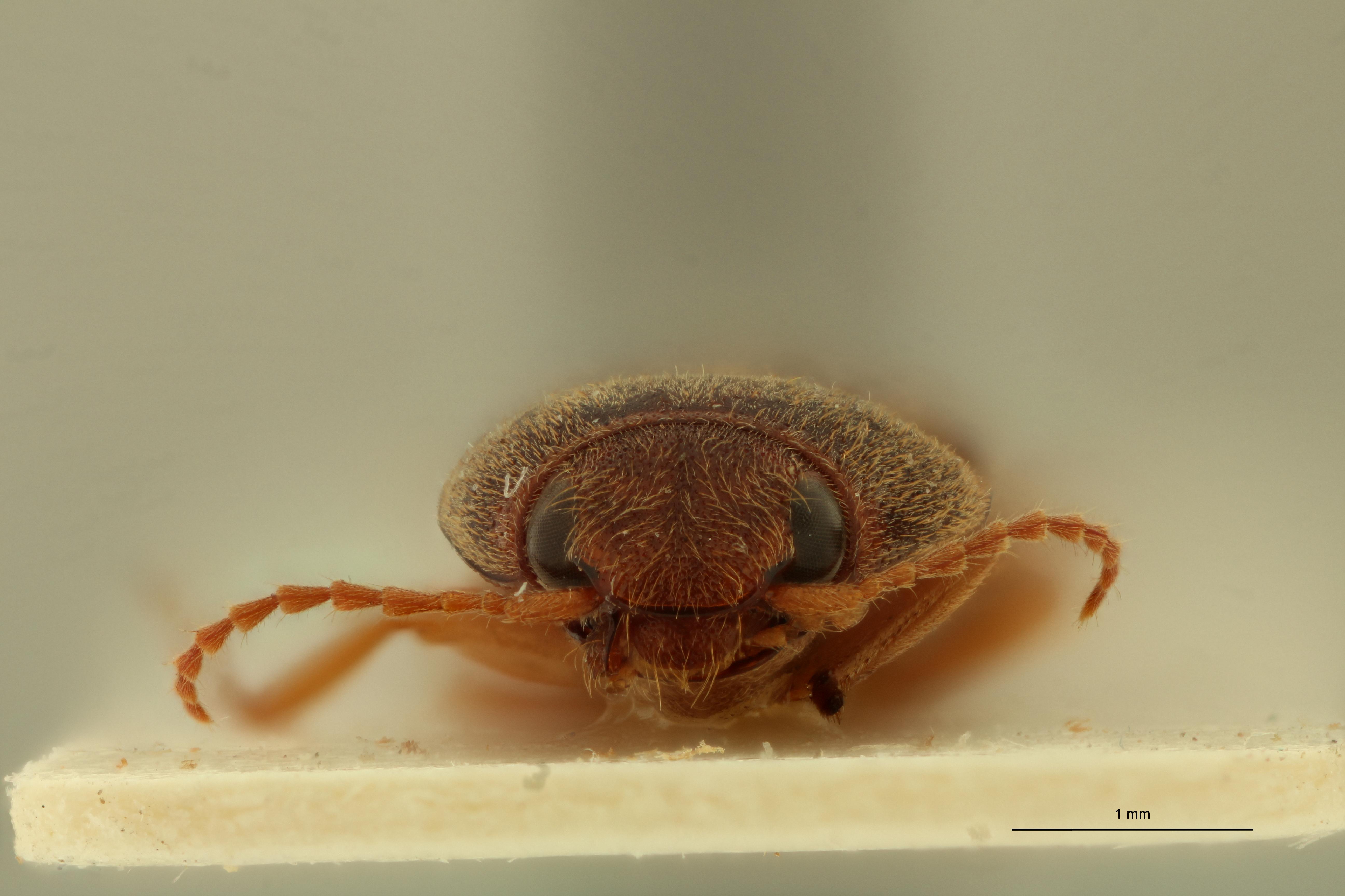 Heteroderes multimaculatus F Nat F.jpg