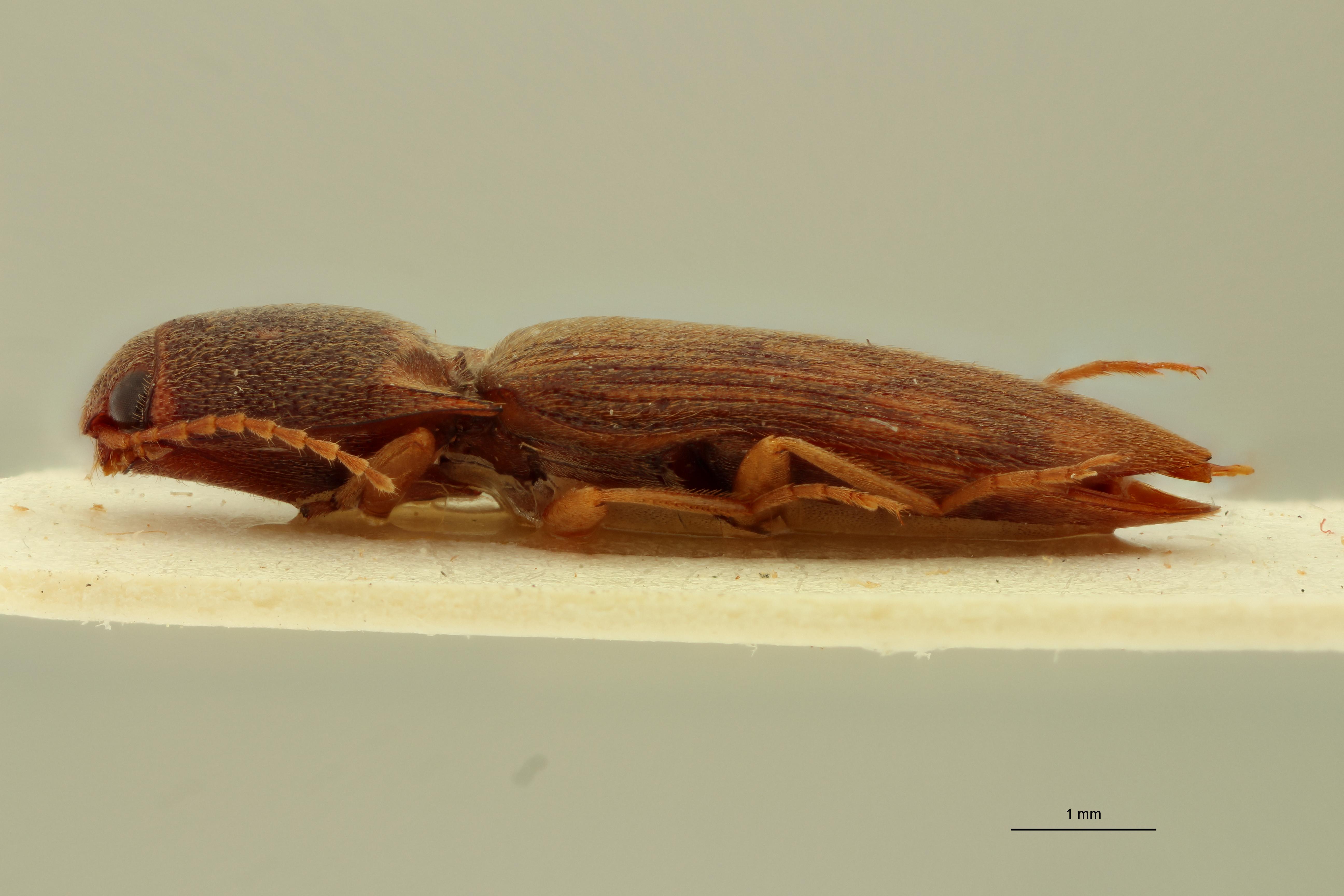 Heteroderes multimaculatus F Nat L.jpg