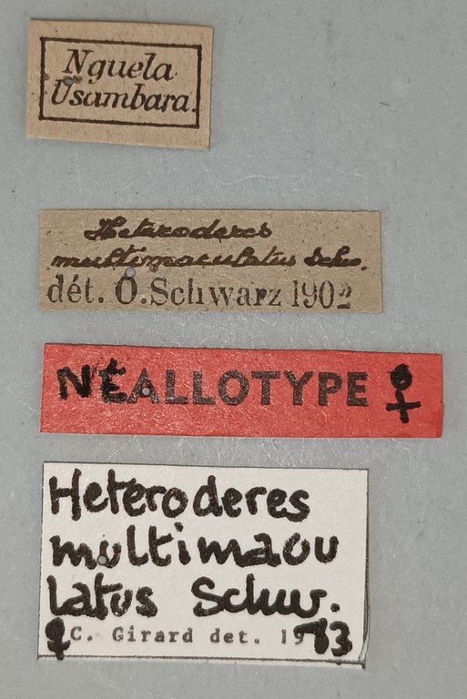 Heteroderes multimaculatus F Nat Labels.jpg