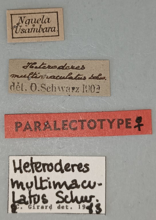 Heteroderes multimaculatus F Plt Labels.jpg