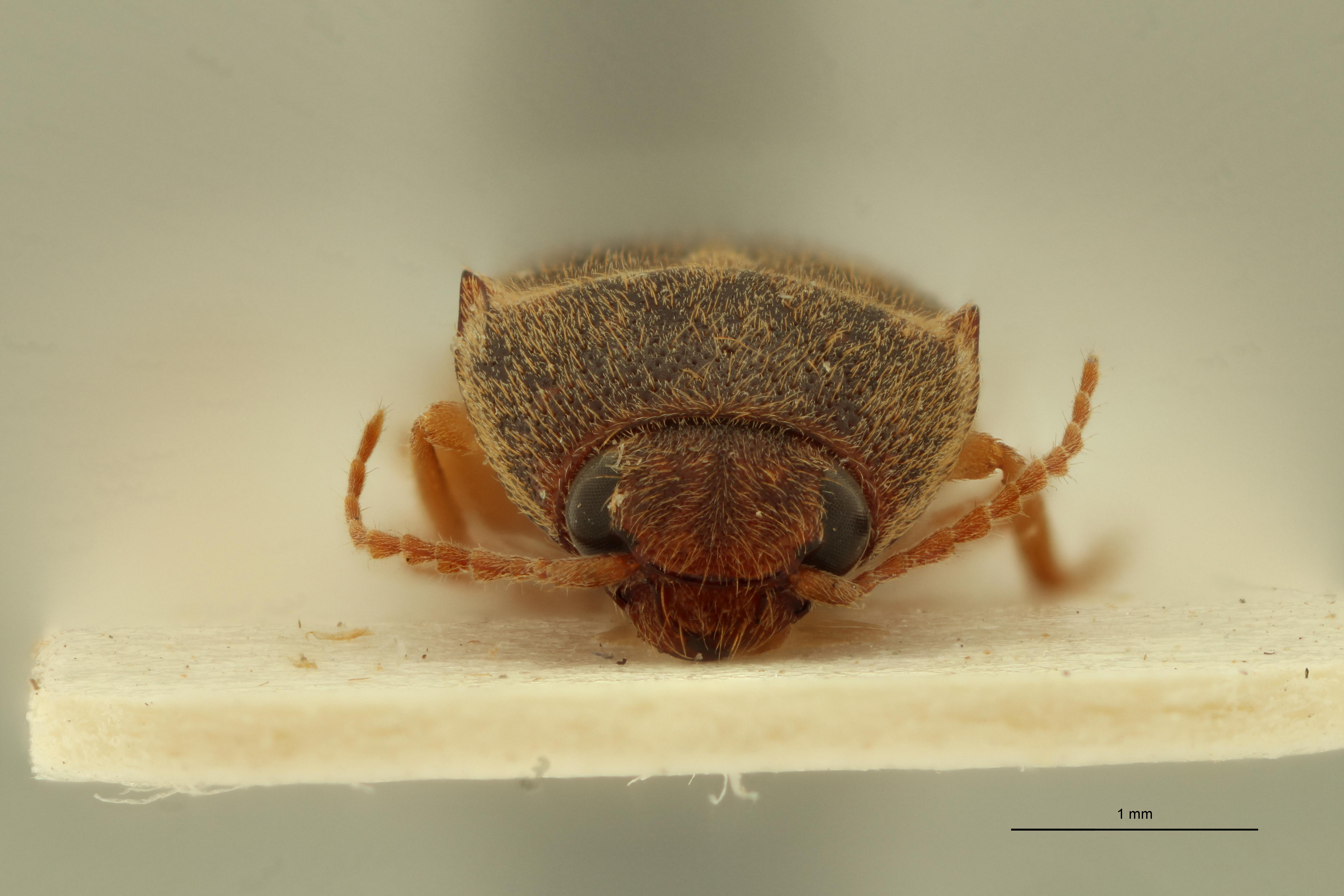 Heteroderes multimaculatus M Lt F.jpg