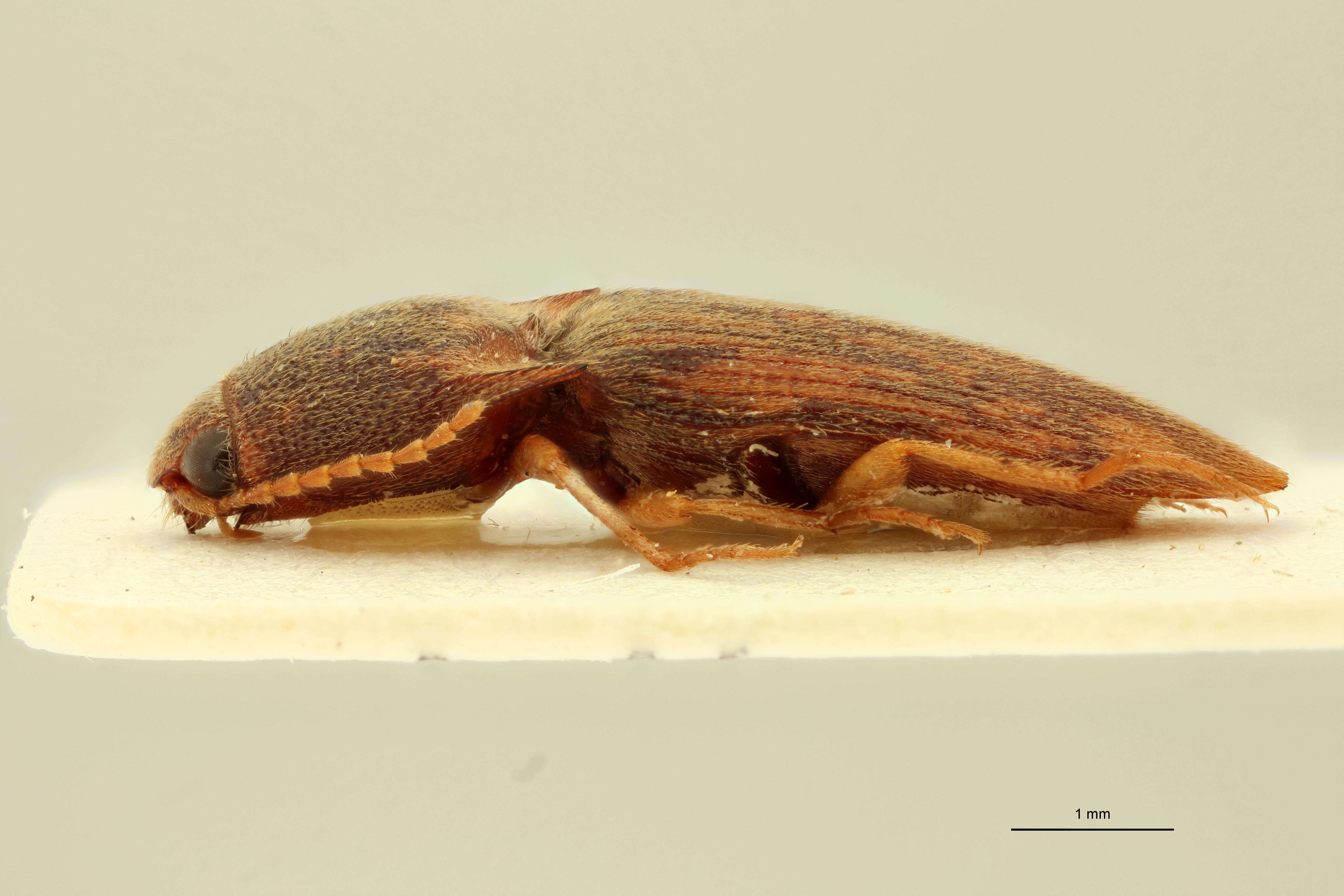 Heteroderes multimaculatus M Lt L.jpg