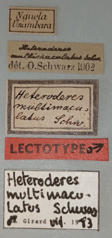 Heteroderes multimaculatus M Lt Labels.jpg