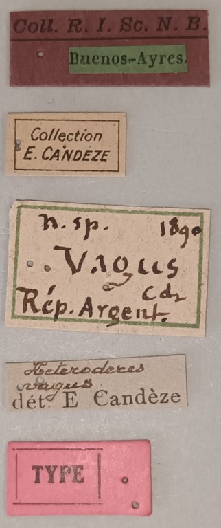 Heteroderes vagus T Labels.jpg