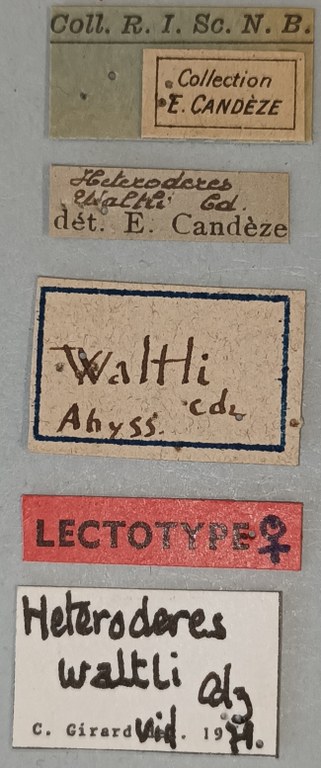 Heteroderes waltlii F Lt Labels.jpg