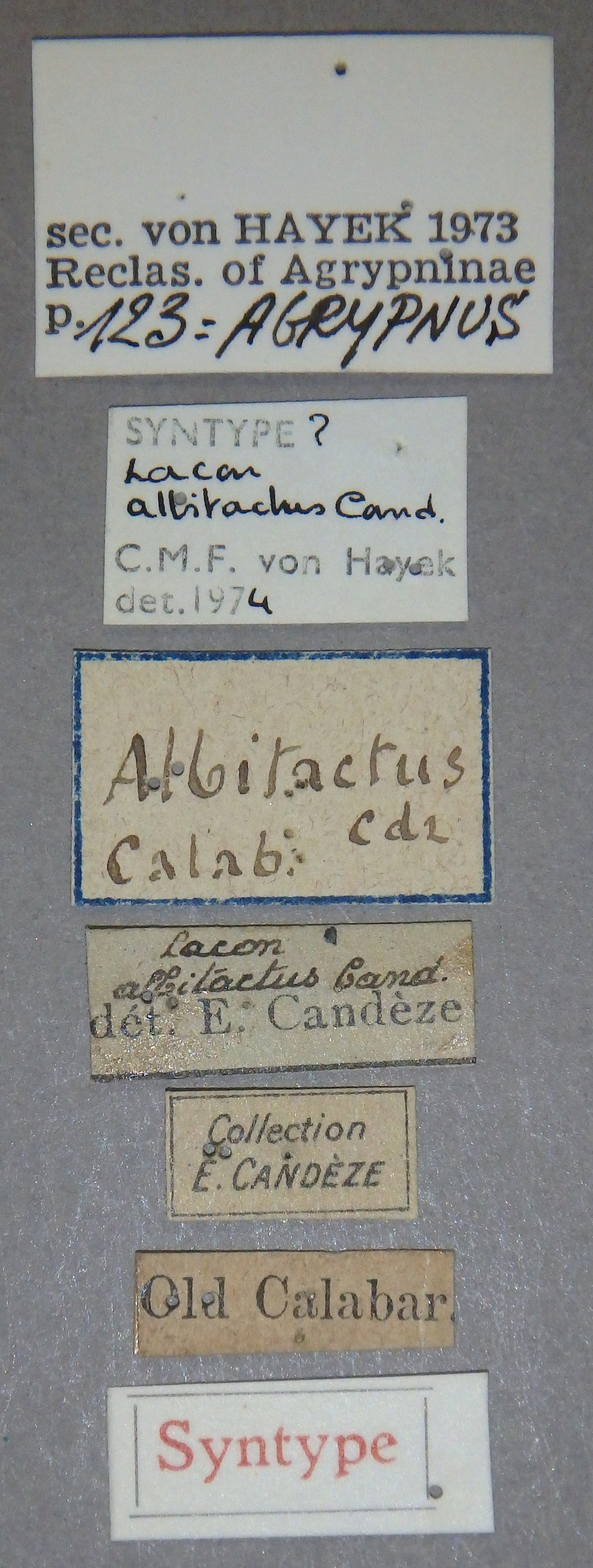 Lacon albitactus st Lb.jpg
