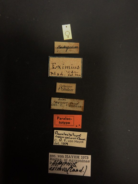 Lacon eximius F plt Labels.JPG