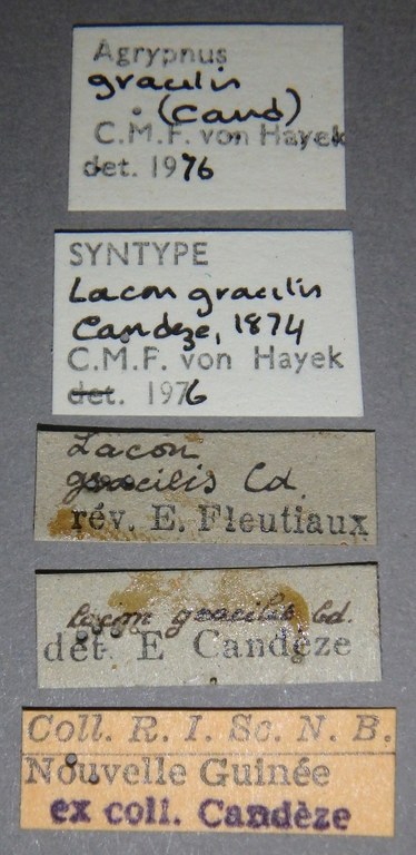 Lacon gracilis st Lb.jpg