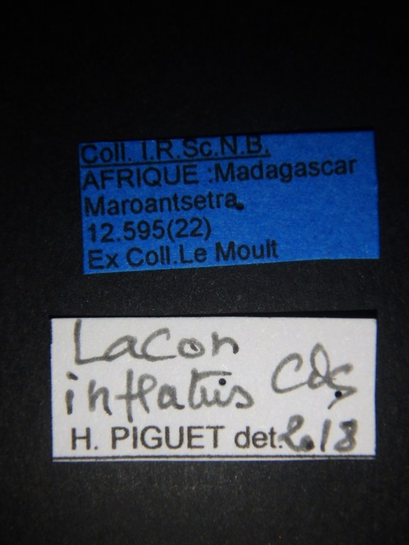 Lacon inflatus Labels.JPG
