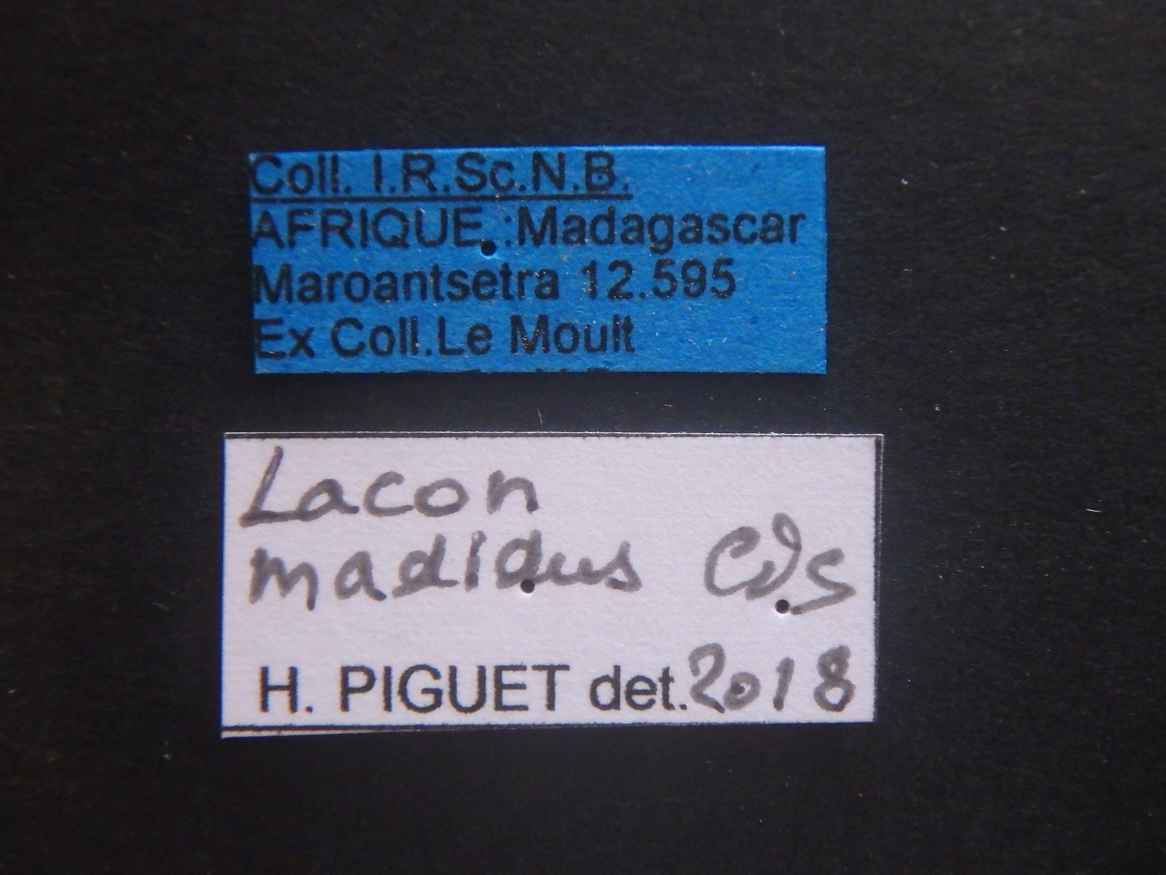 Lacon madidus Labels.JPG