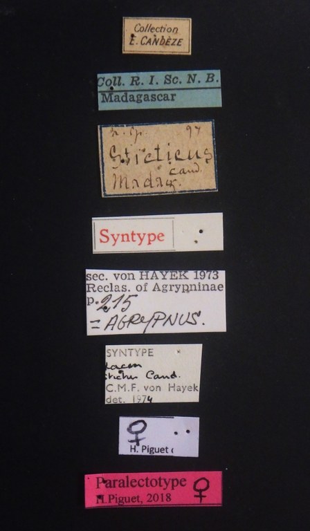 Lacon sticticus F plt Labels.JPG