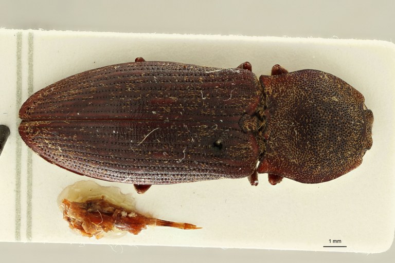 Tilotarsus rusticus F D.jpg