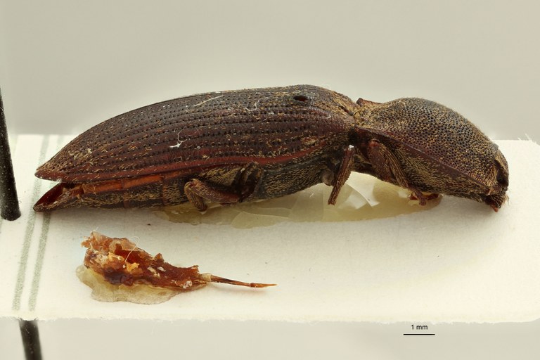 Tilotarsus rusticus F t L.jpg