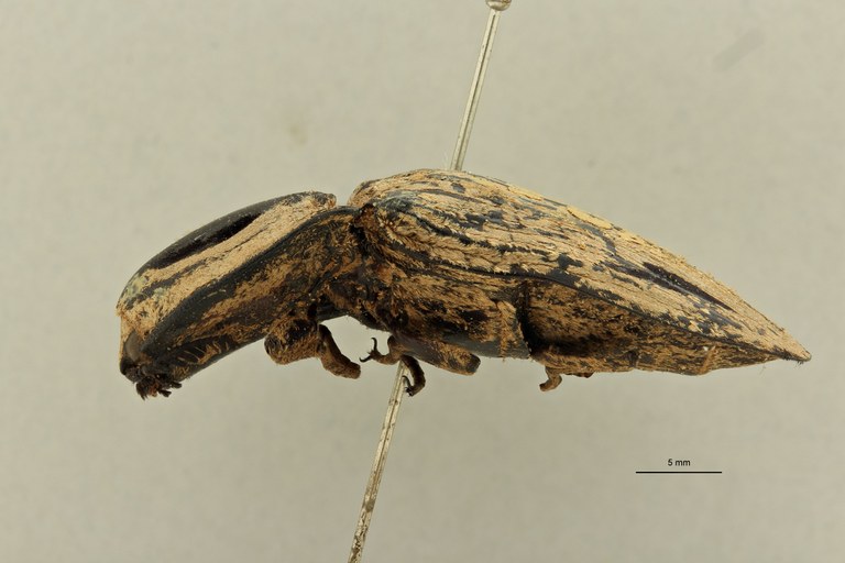 Lycoreus corpulentus F pt L.jpg