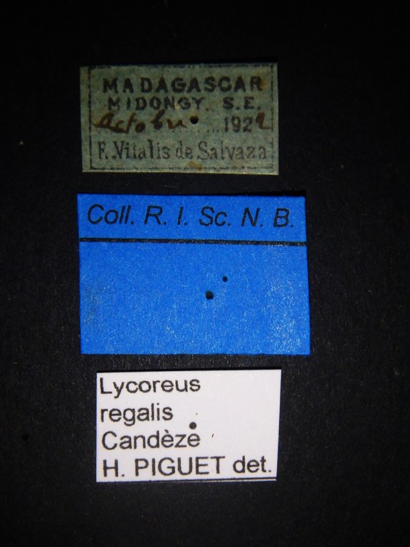 Lycoreus regalis Labels.JPG