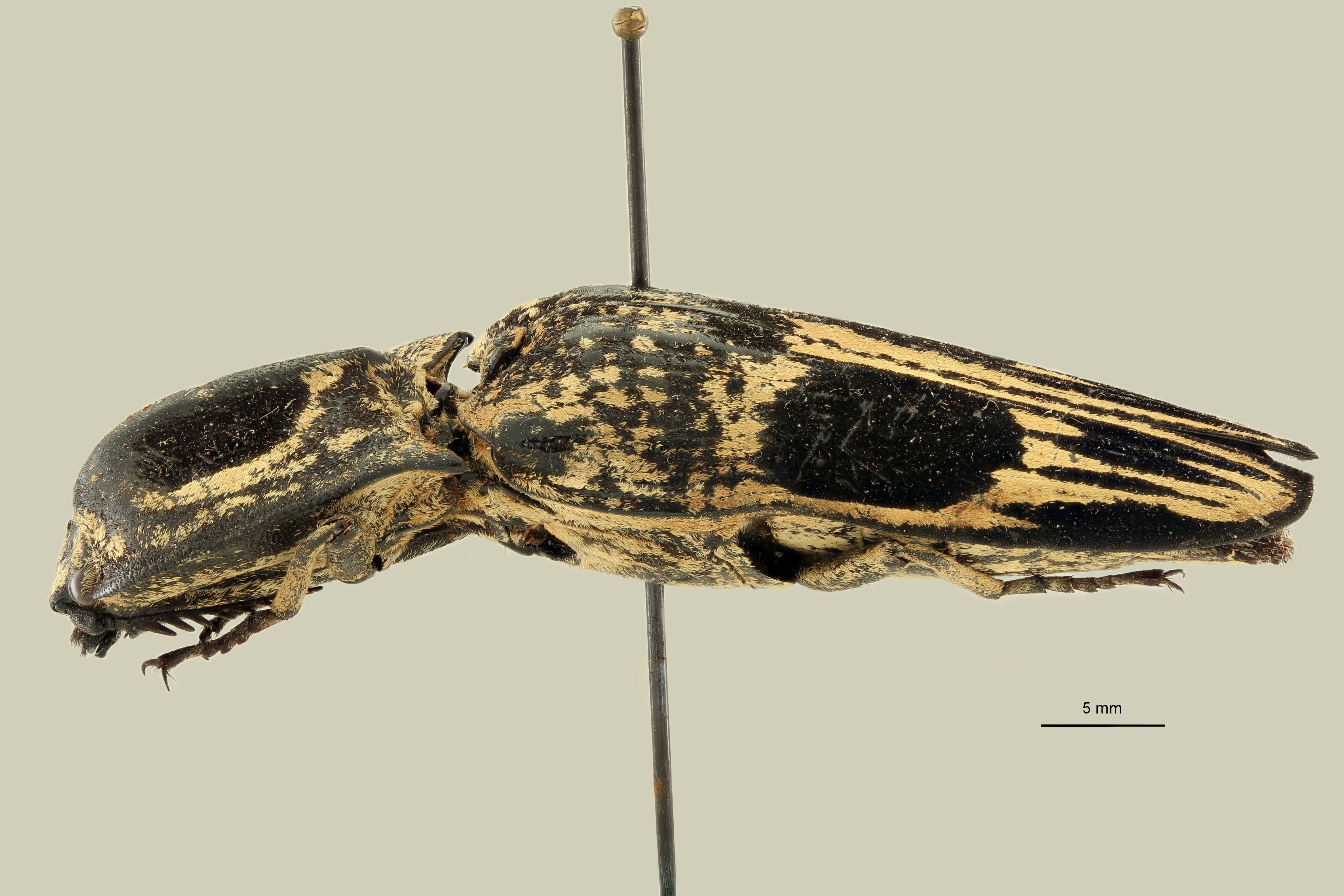 Lycoreus triocellatus L.jpg