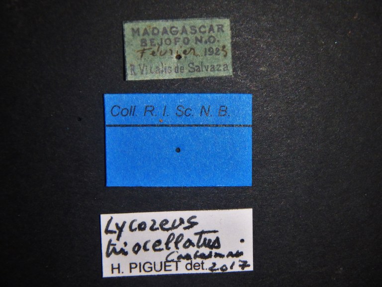 Lycoreus triocellatus Labels.JPG