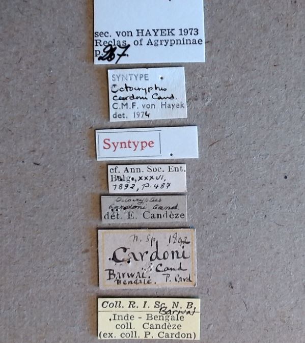 Octocryptus cardoni st Labels