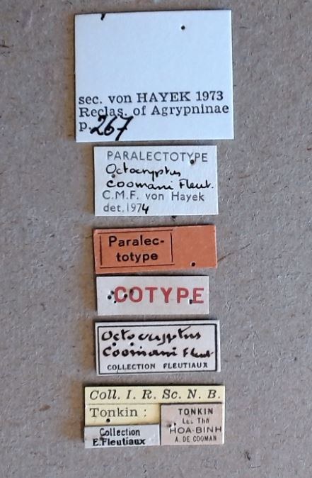 Octocryptus coomani plt Labels