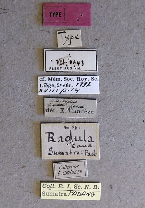 Octocryptus radula t Labels