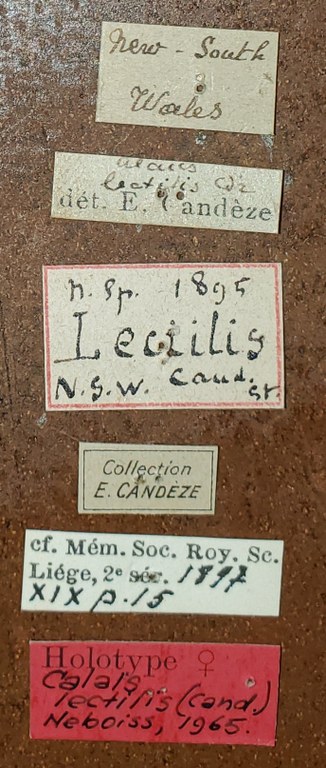 Paracalais lectilis F Ht Labels.jpg