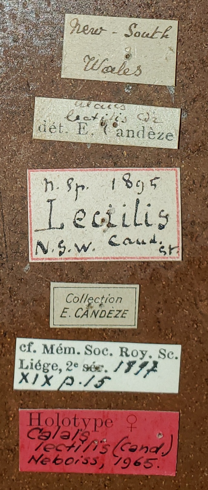 Paracalais lectilis F Ht Labels.jpg